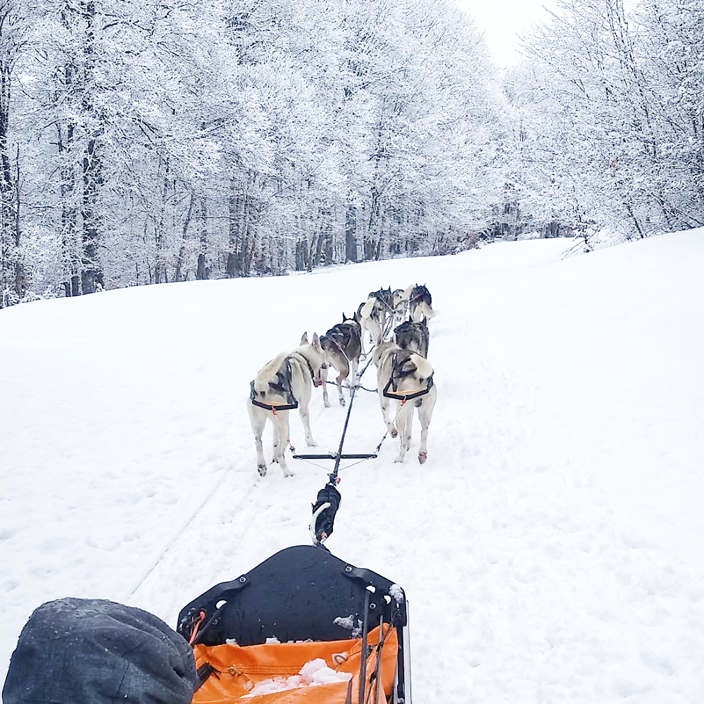 Balade en attelage sur neige à Couraduque