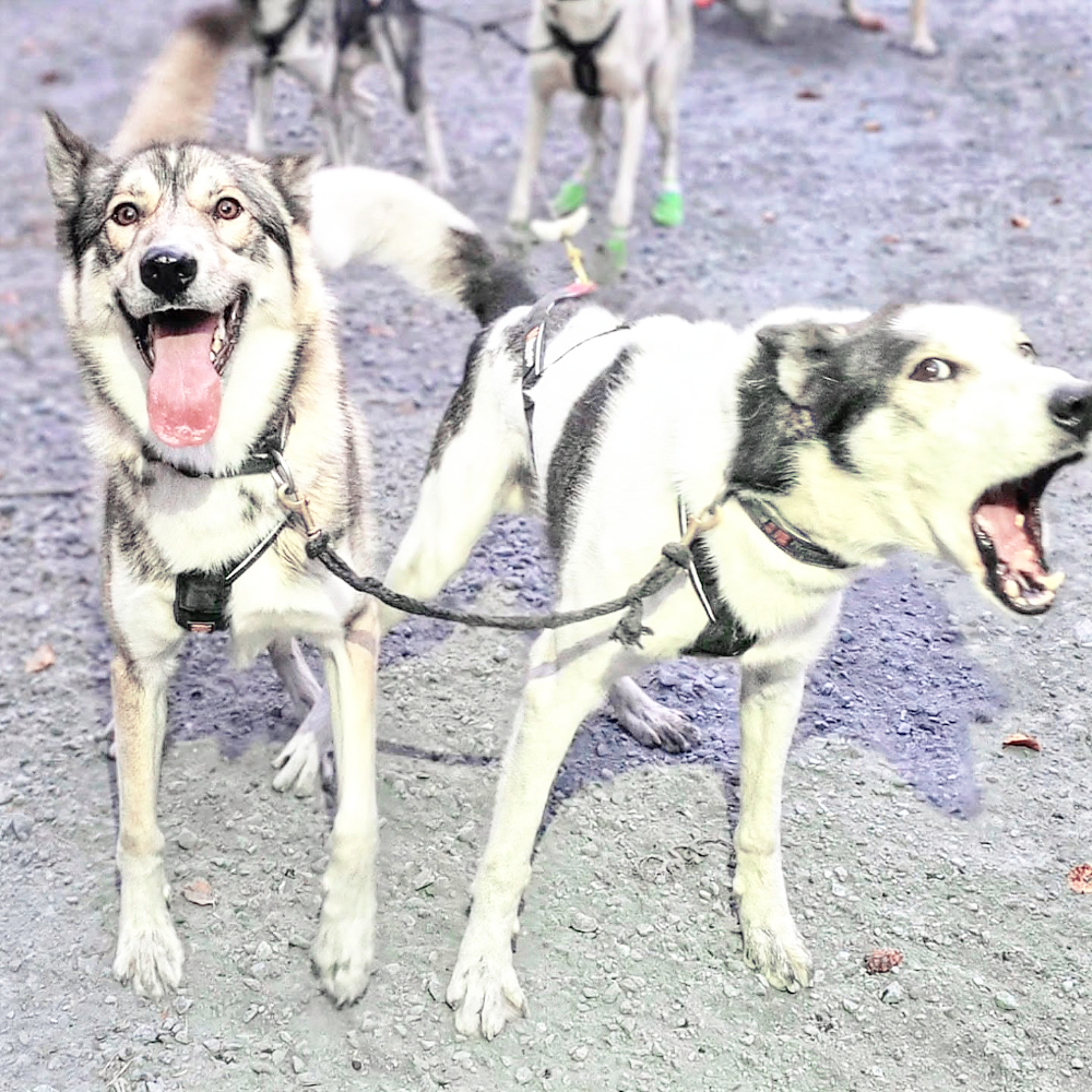 Chiens de tête au départ d'une balade en attelage dans le Bergons
