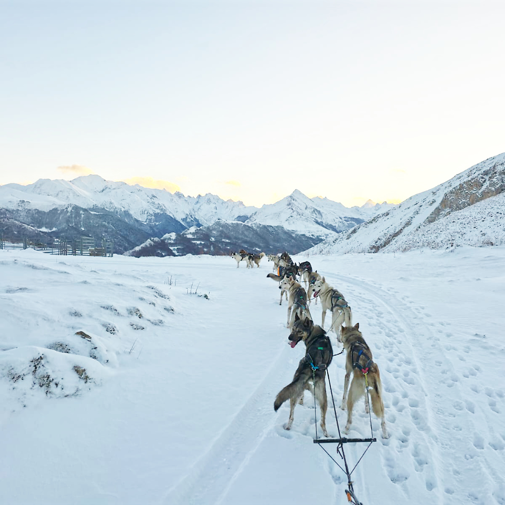 Équipe de chiens de traineau à l'espace sports nature du val d'Azun