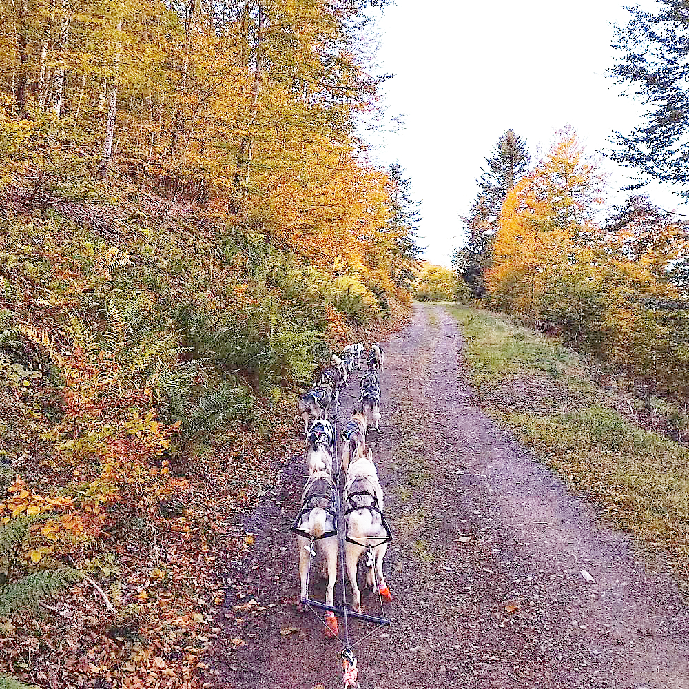 Chiens de traineau à l'entrainement au col de Couraduque