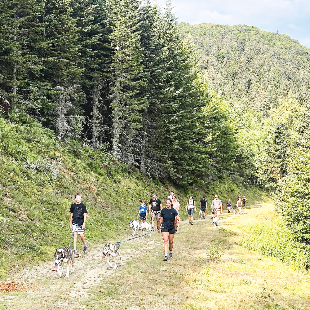 Cani-randonnée en été dans les Hautes-Pyrénées