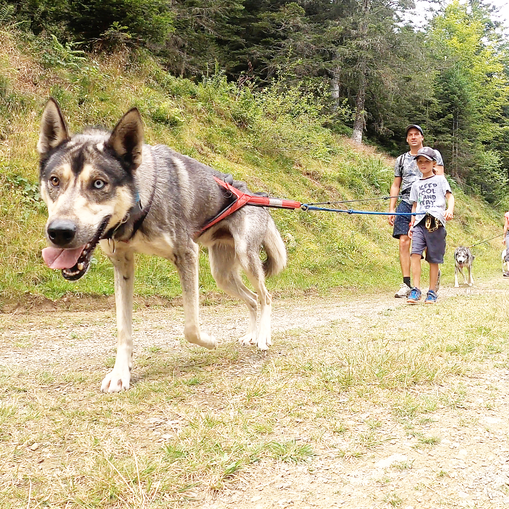 Cani-randonnée sur les pistes du val d'Azun