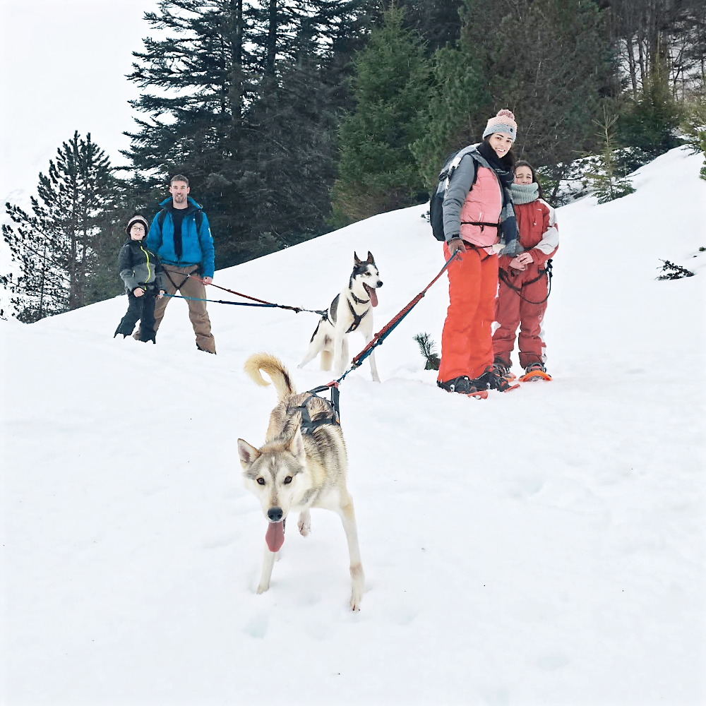 Cani-raquettes pour tous dans les Pyrénées