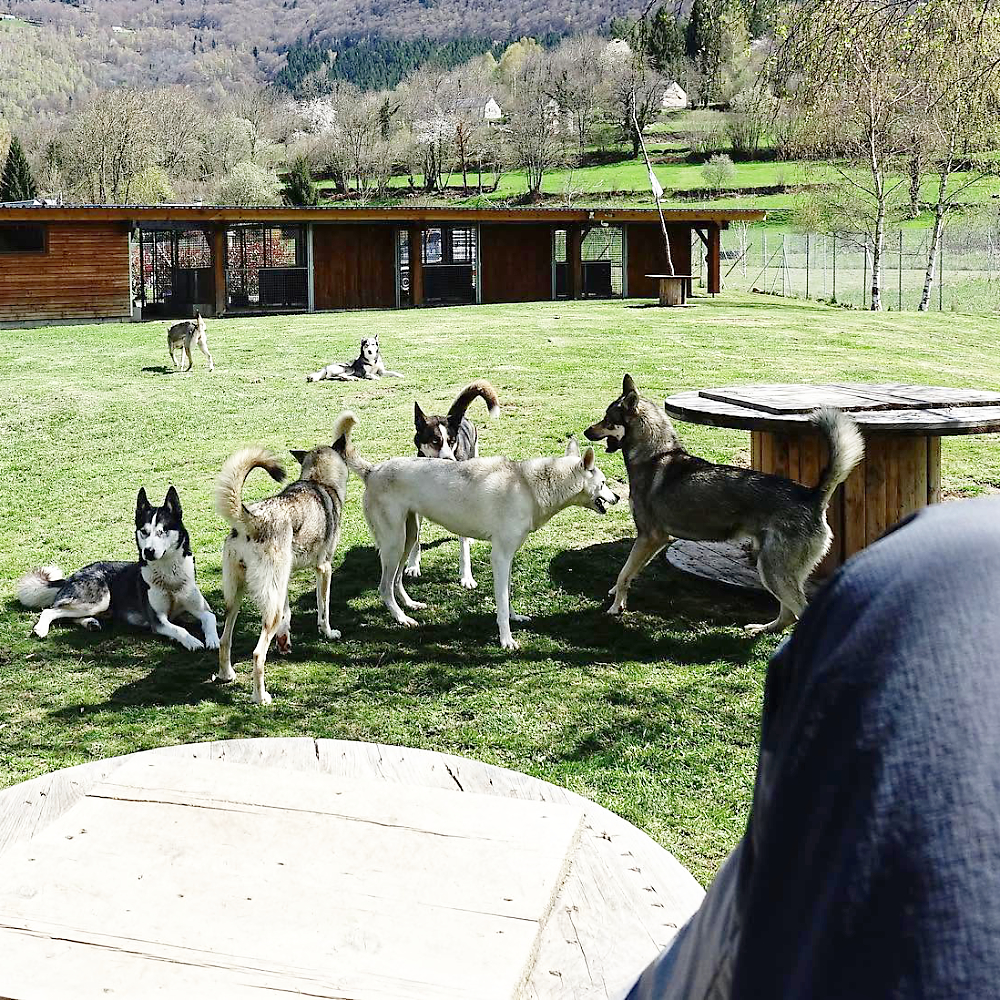 Musher avec ses chiens de traineau dans le val d'Azun