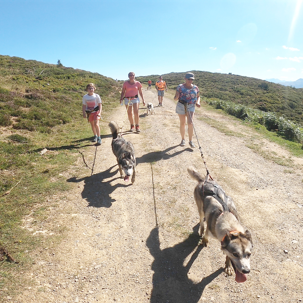 Bon et carte cadeau chiens de traineau en val d'Azun