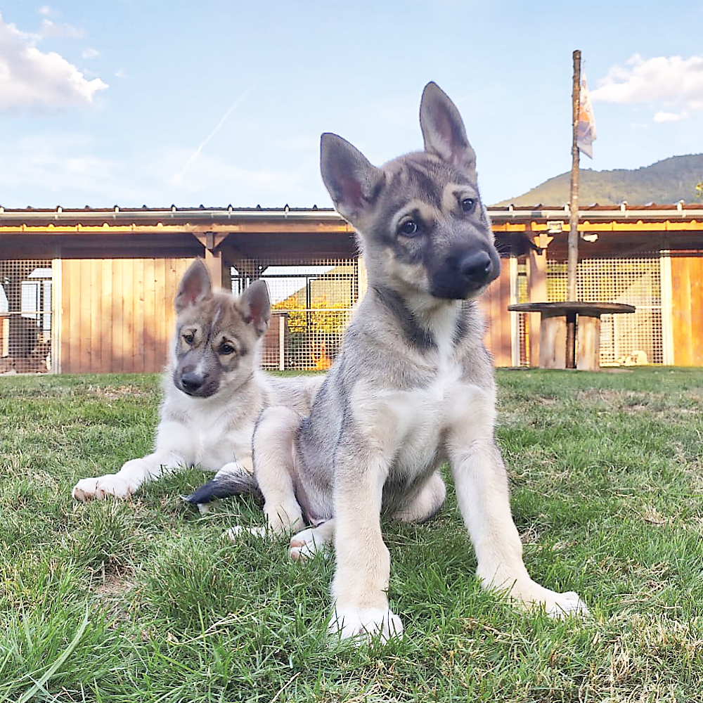 Offrir une activité chiens de traineau dans les Hautes-Pyrénées