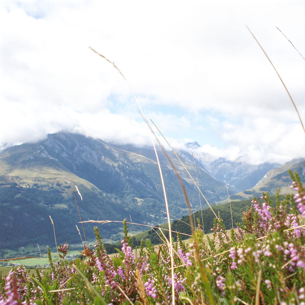 Fleurs dans le Parc National des Pyrénées