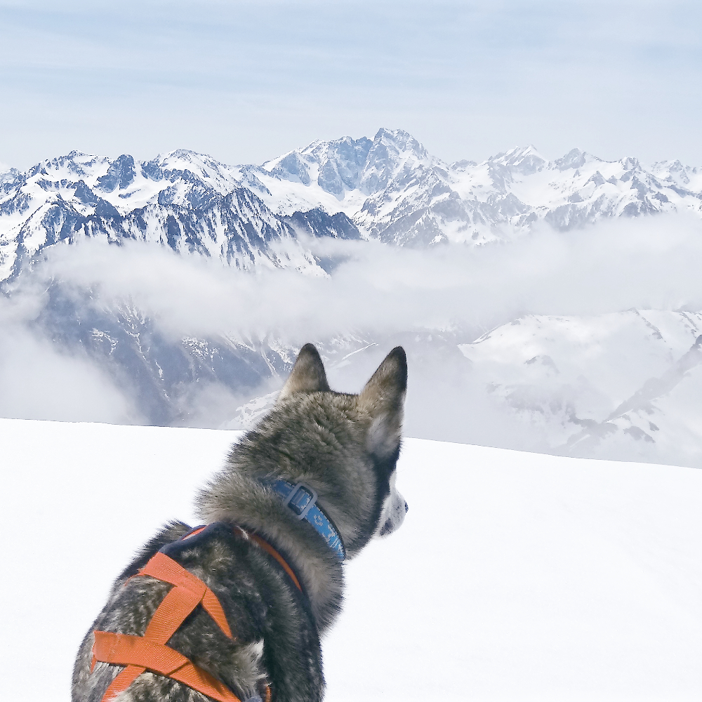 Husky face au Parc National des Pyrénées enneigé