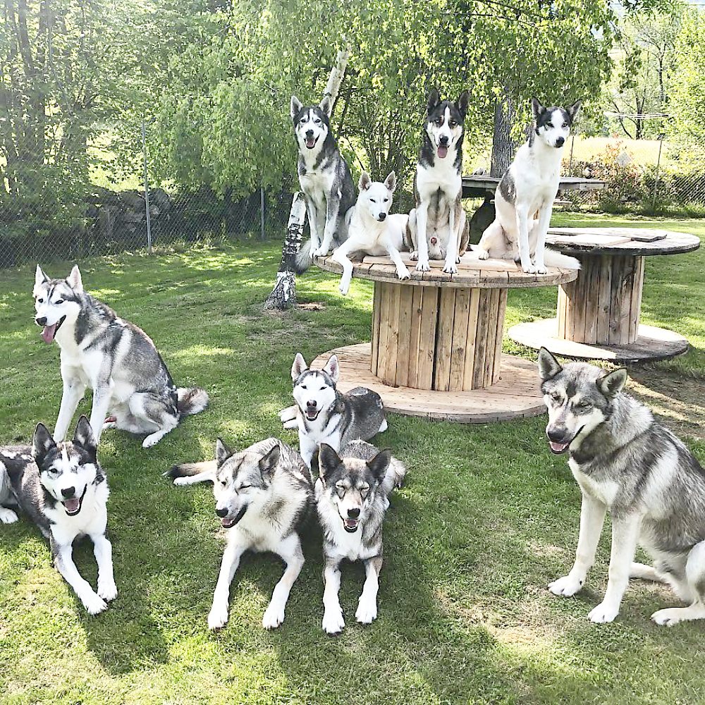 Chiens de traineau au chenil du val d'Azun