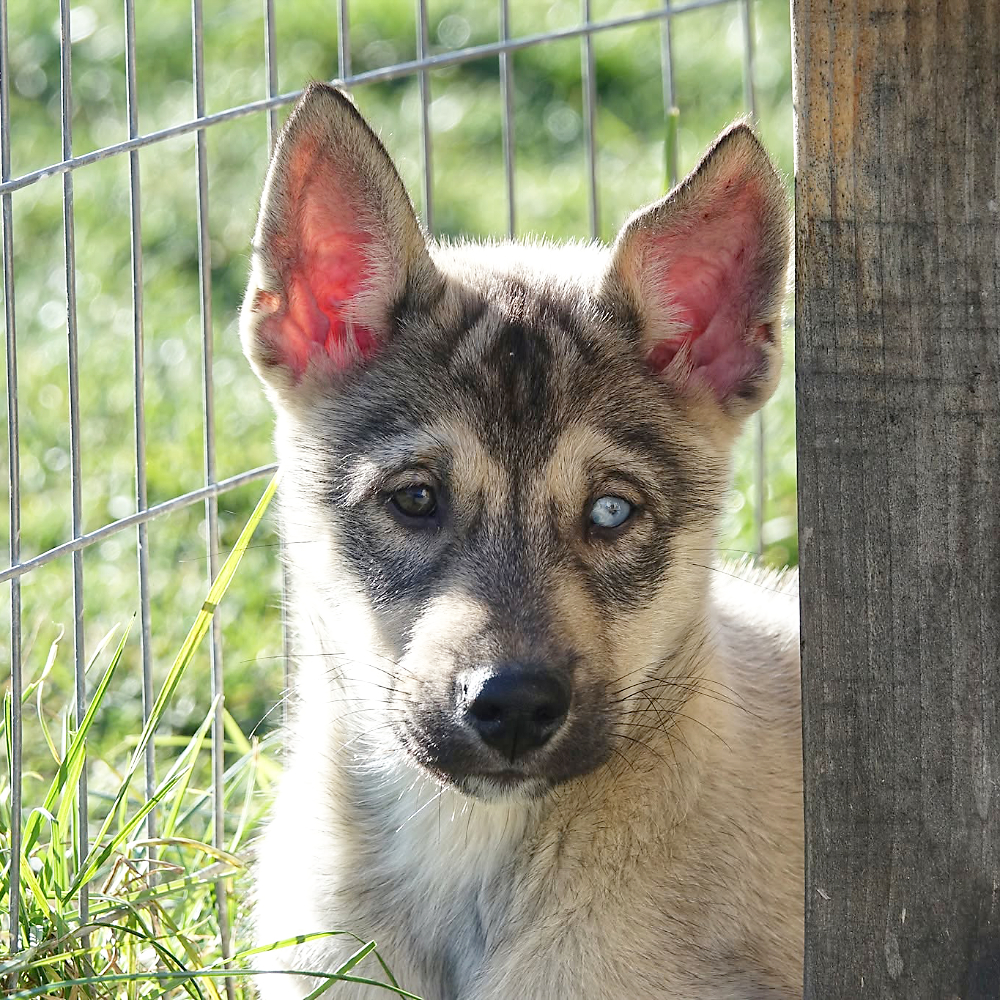 Chiot husky de Sibérie