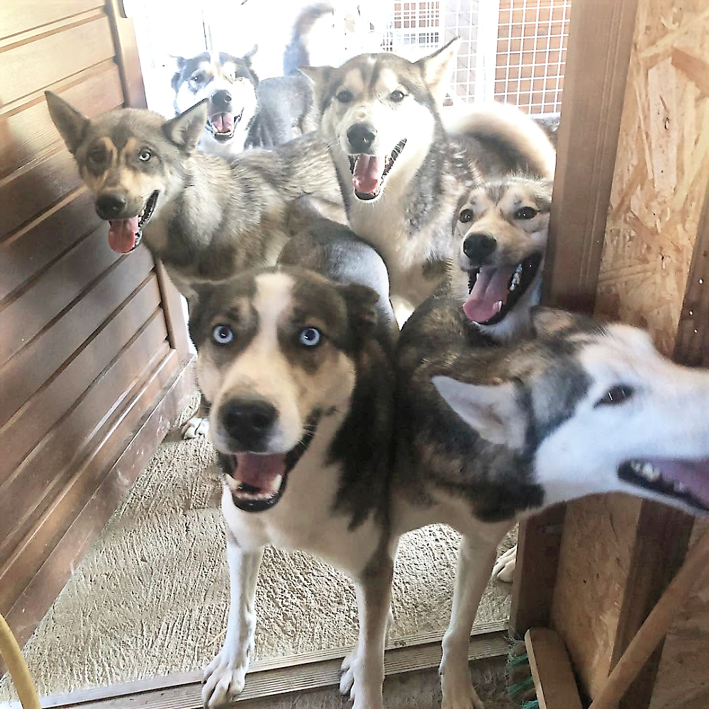 Rencontre avec les huskies à côté d'Argelès